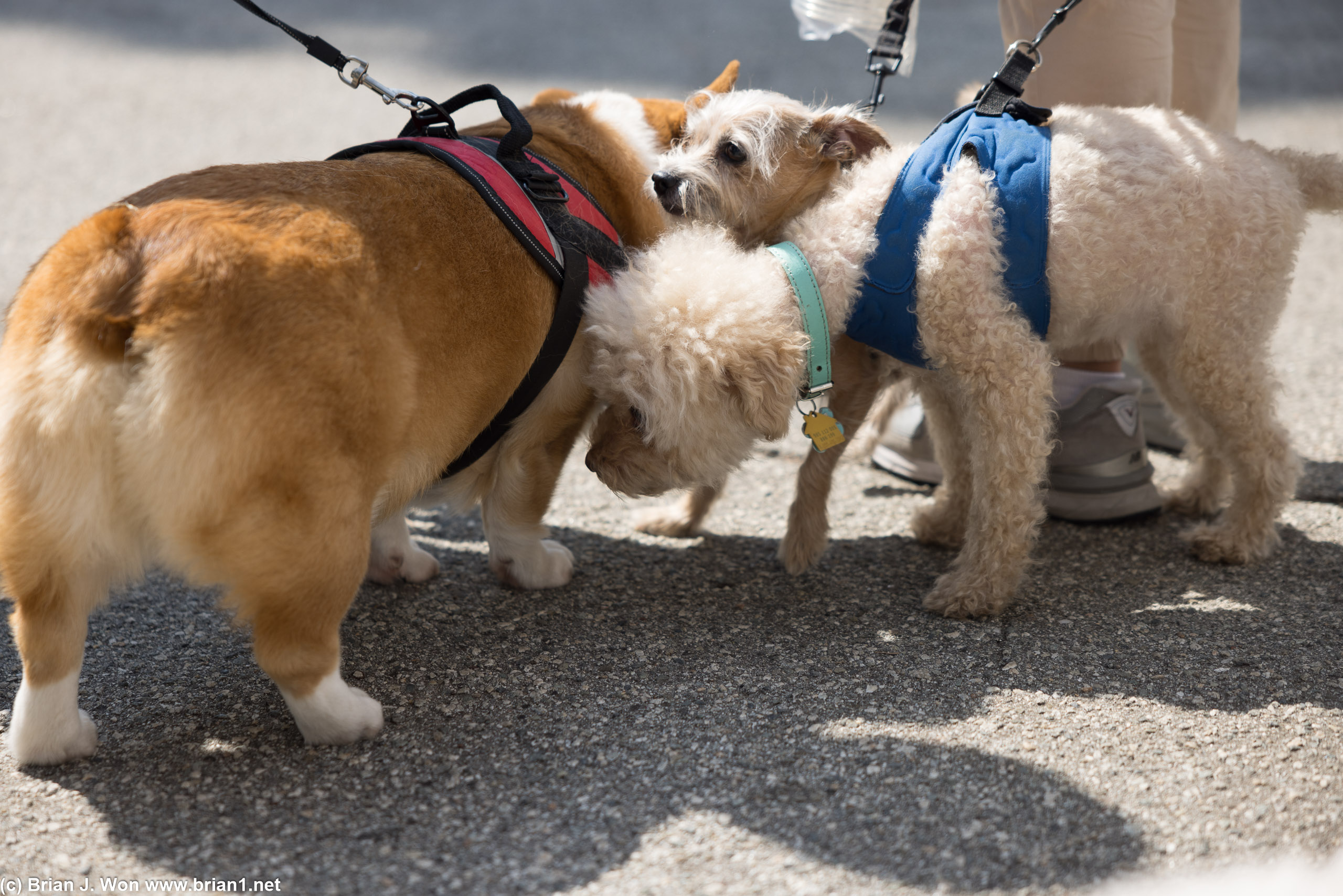 Sniffing their welcomes.