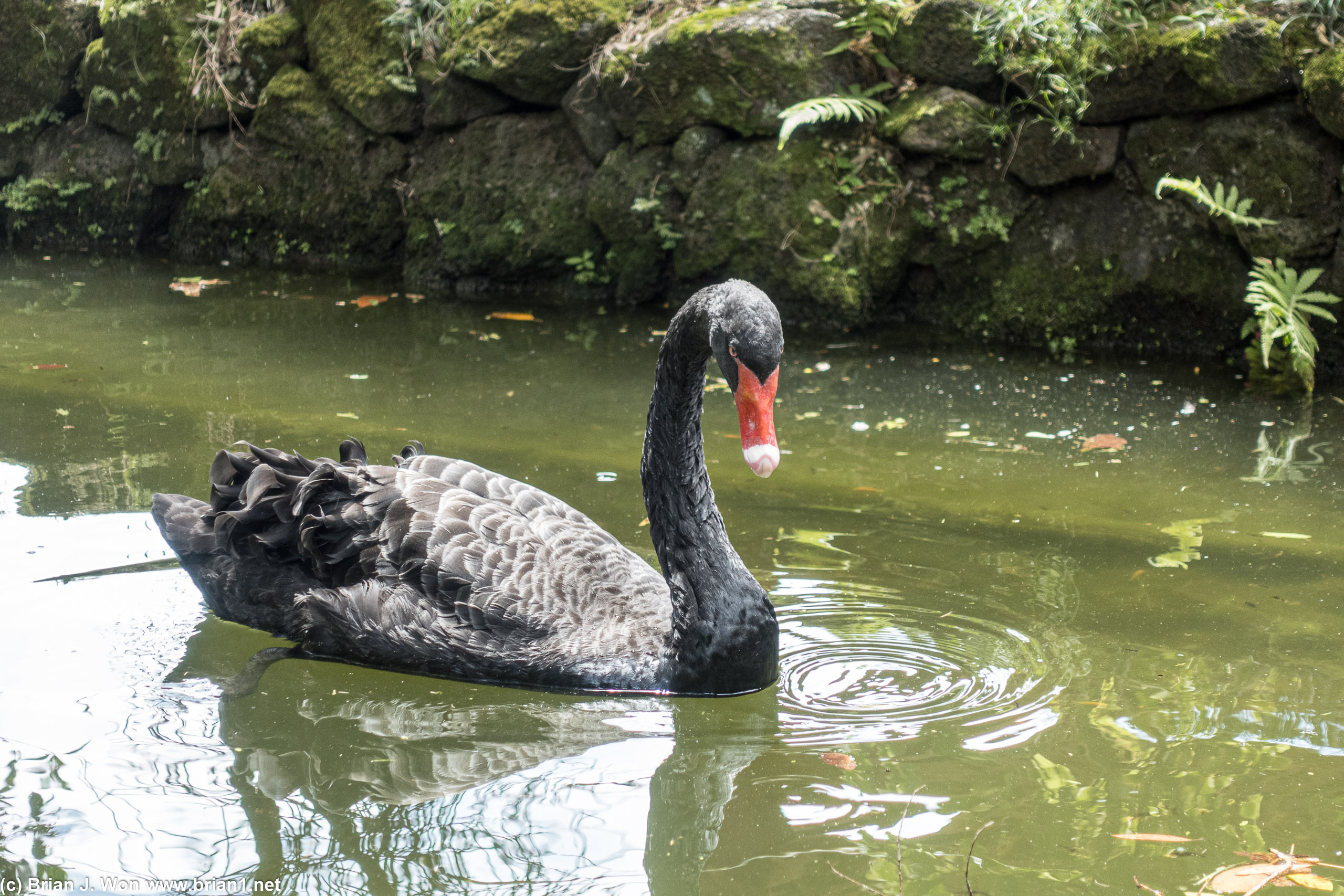 Black swan at the temple.