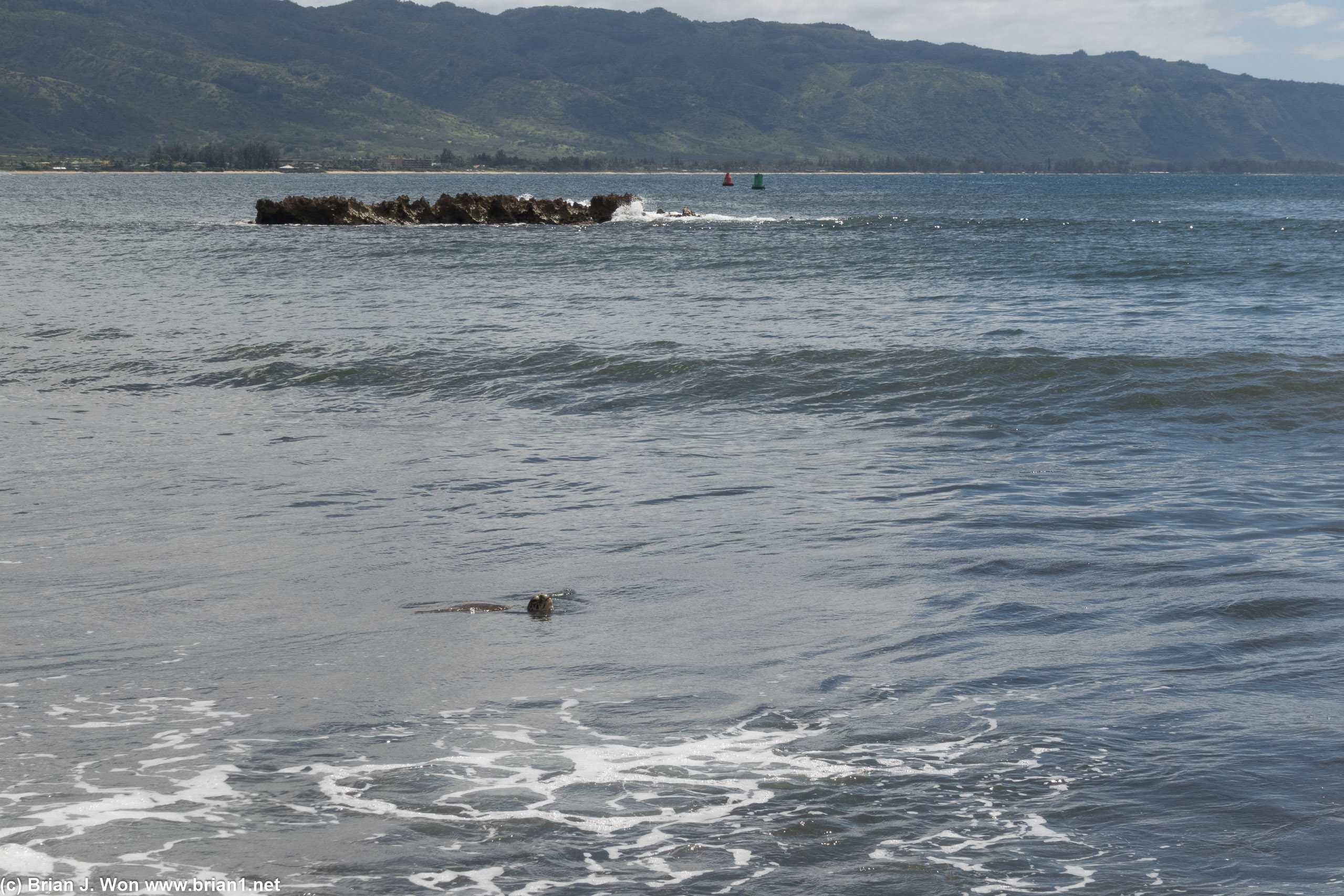 Turtles off Haleiwa Beach.