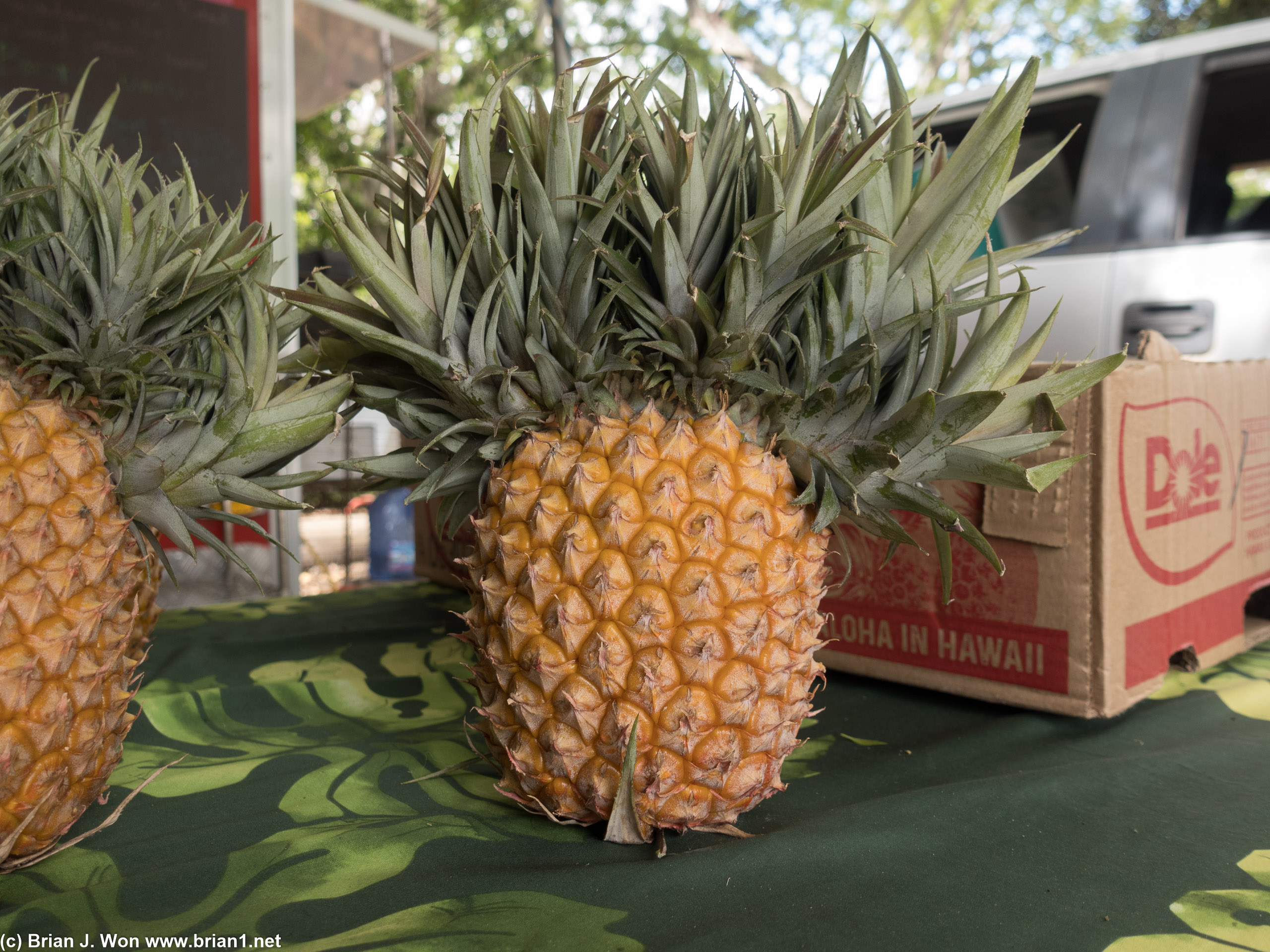 Crazy pineapple from the MacNut fruit stand across the road.
