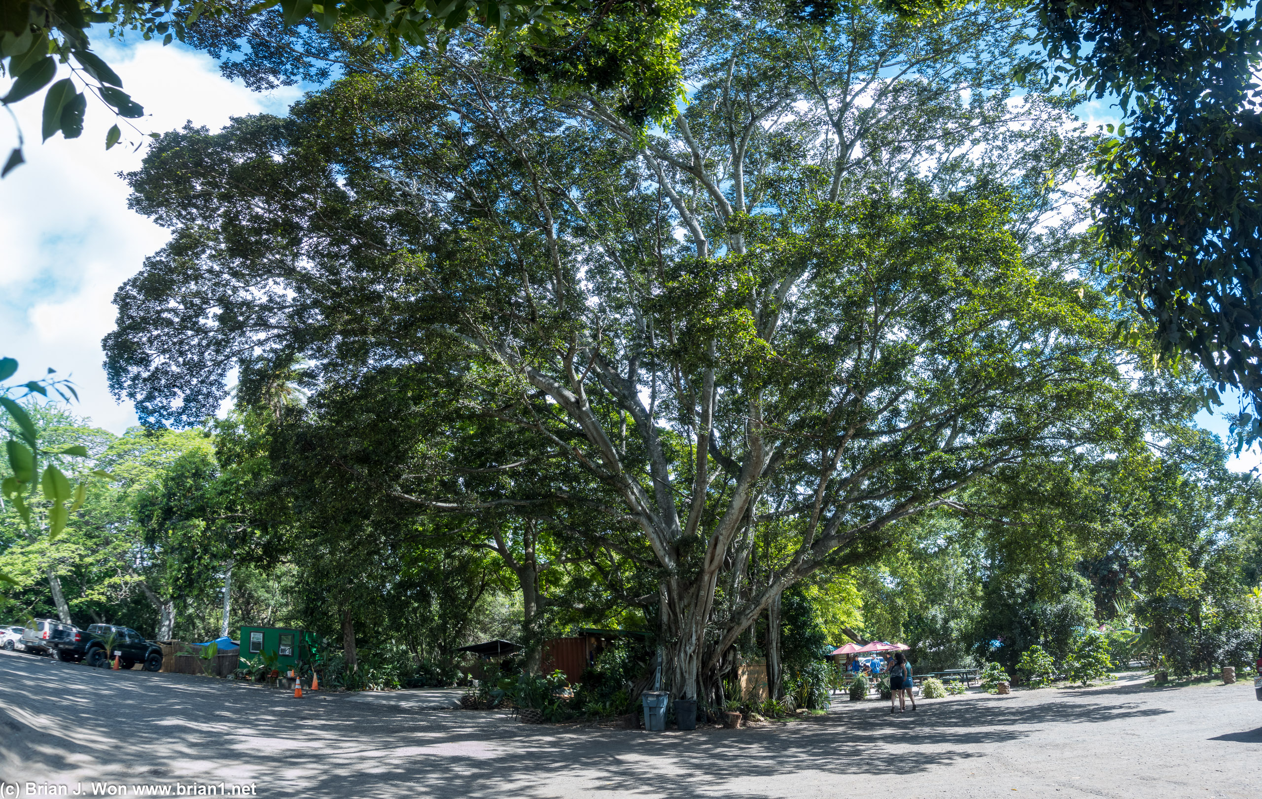 Big trees for big shade.