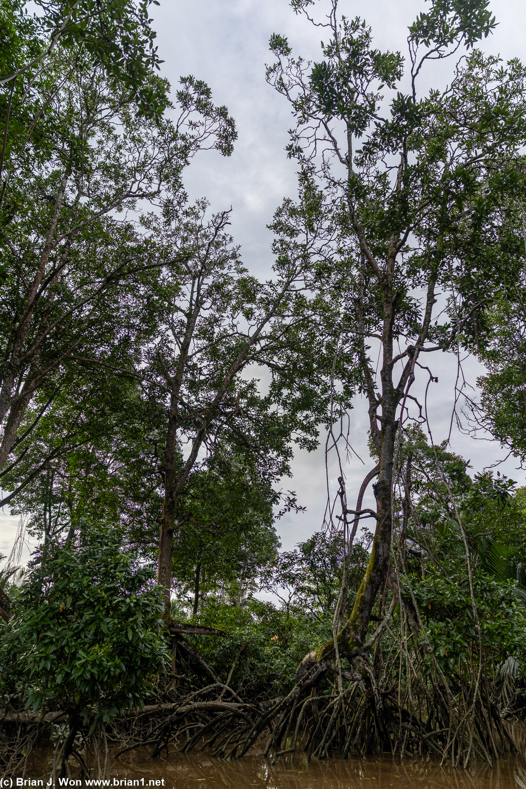 Into the mangroves to look for monkeys.