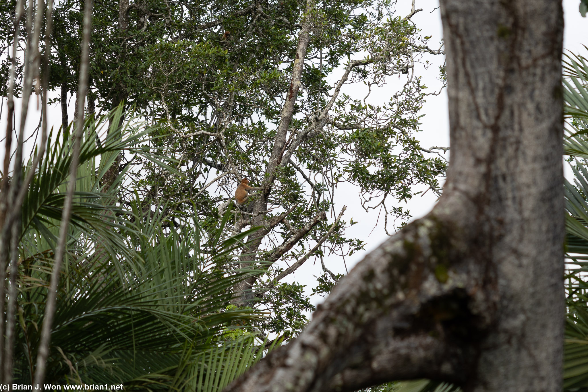 The first of many monkeys spotted.