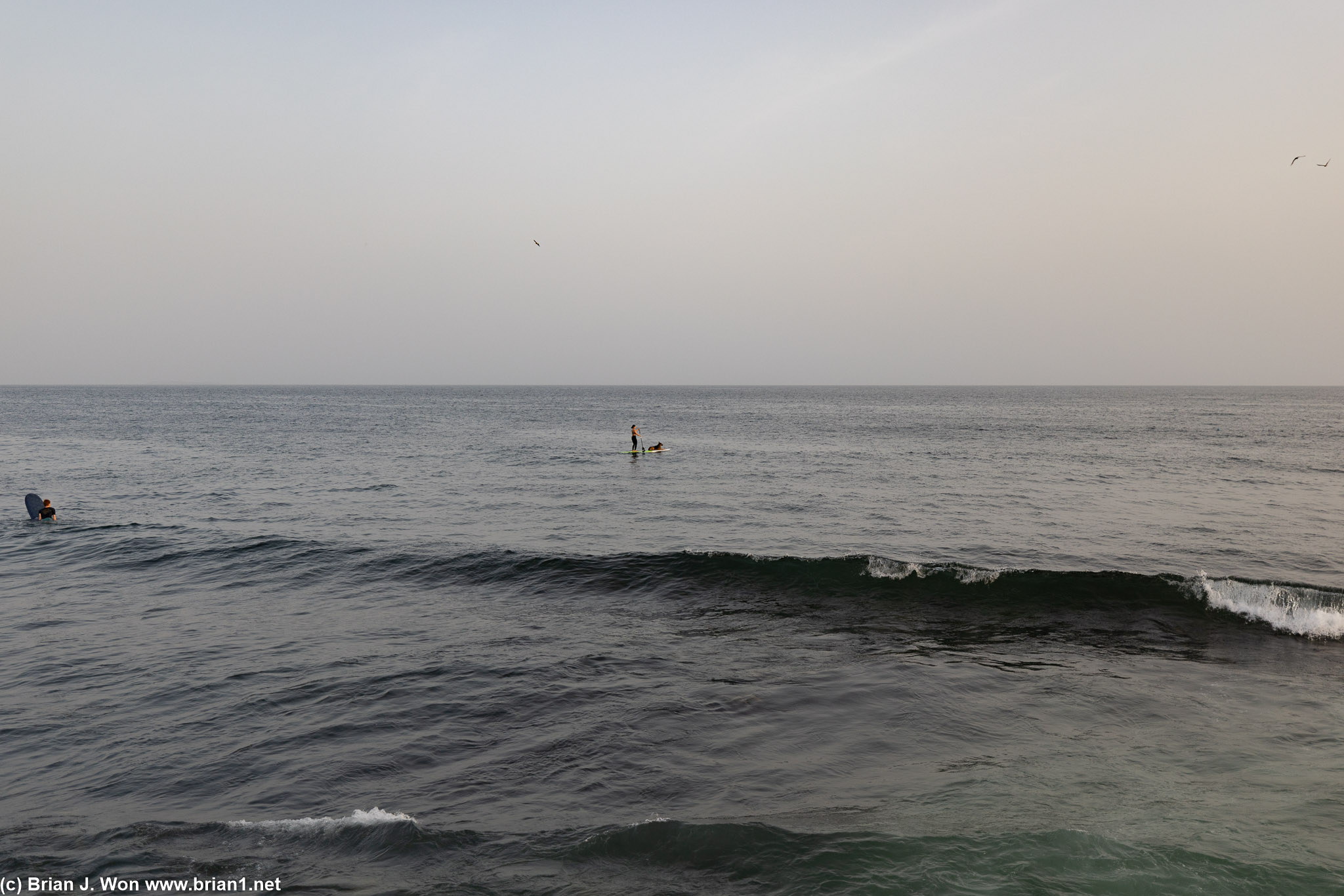 Dog on paddleboard.