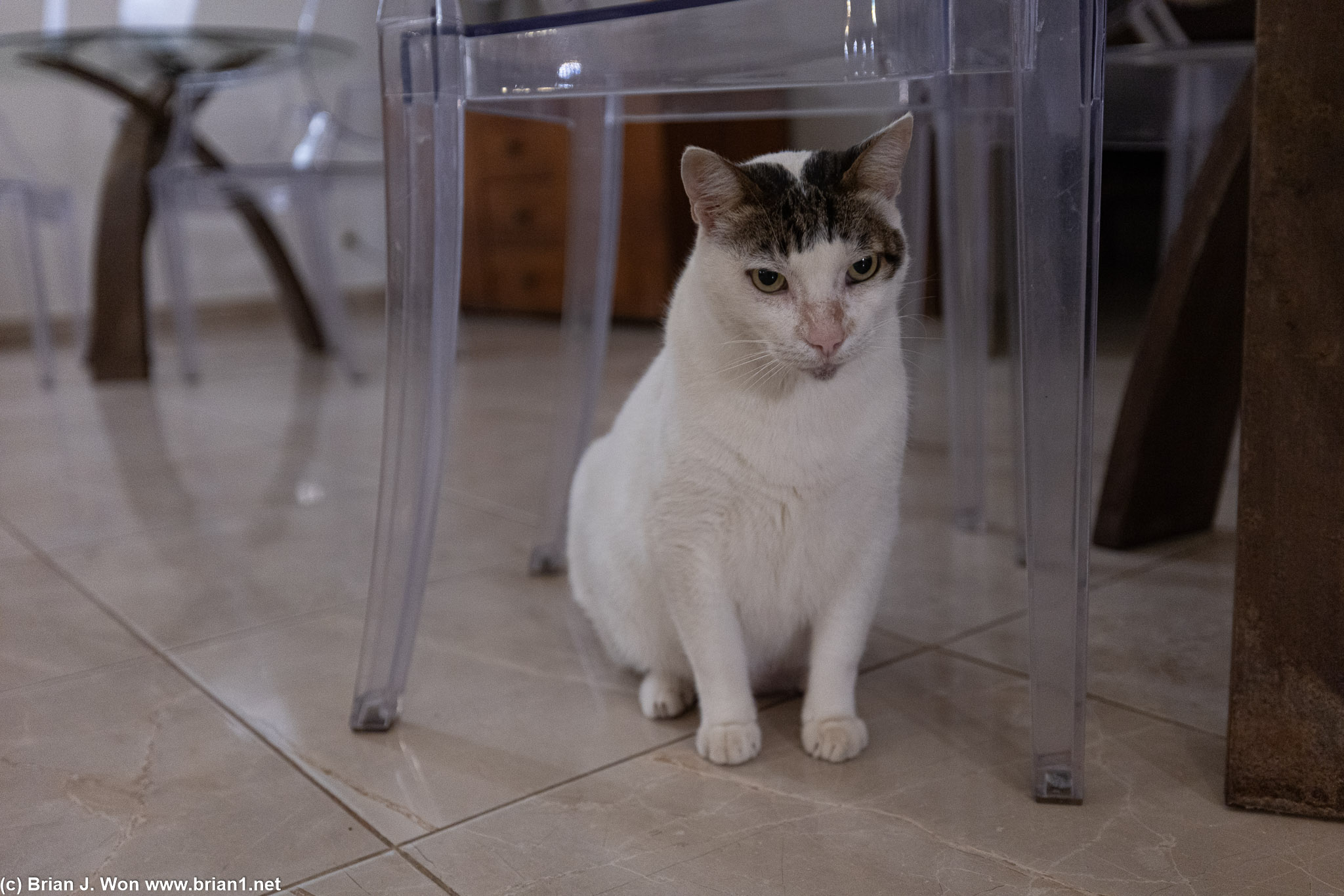 Hotel cat.