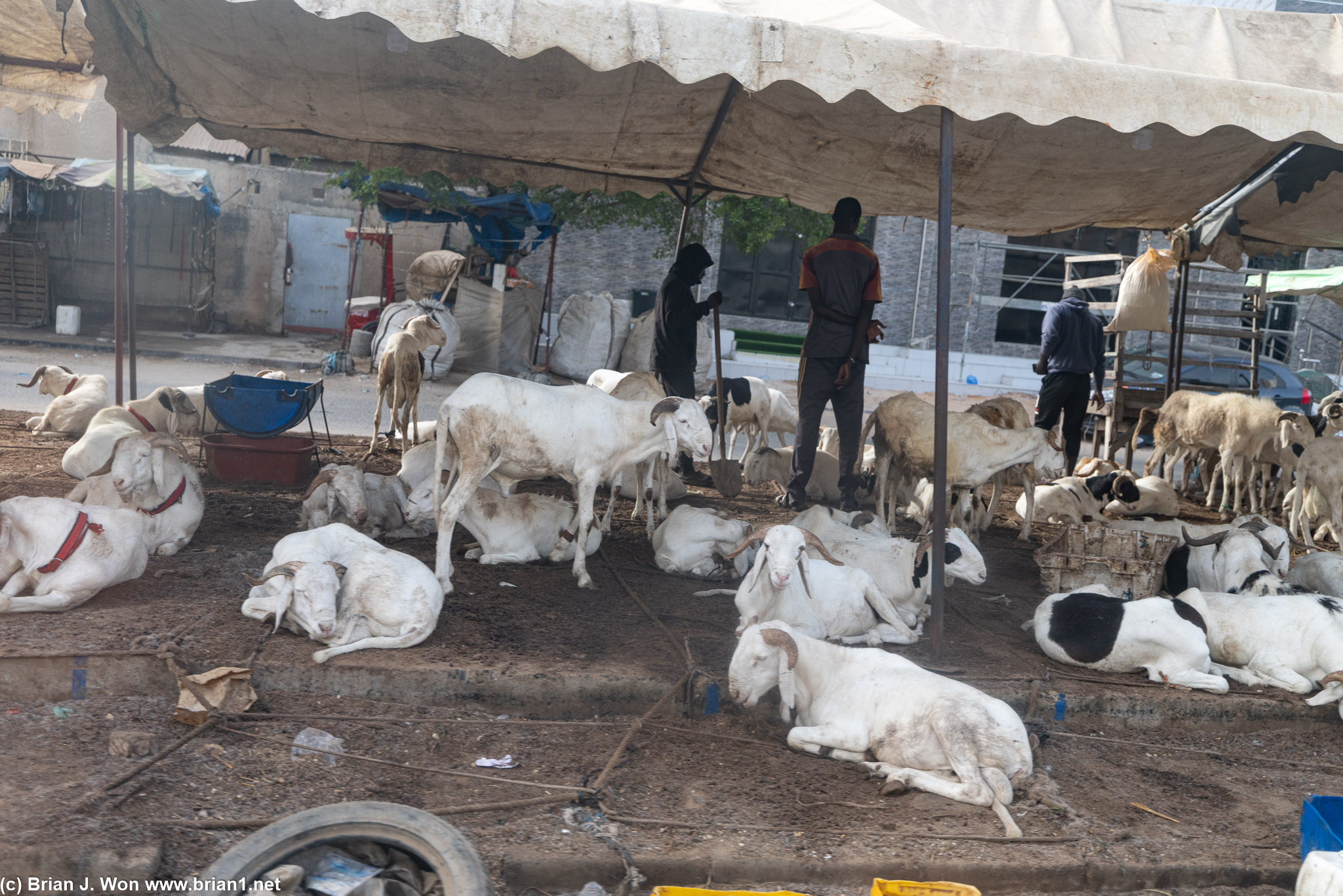 Goats for sale for Eid al-Adha.