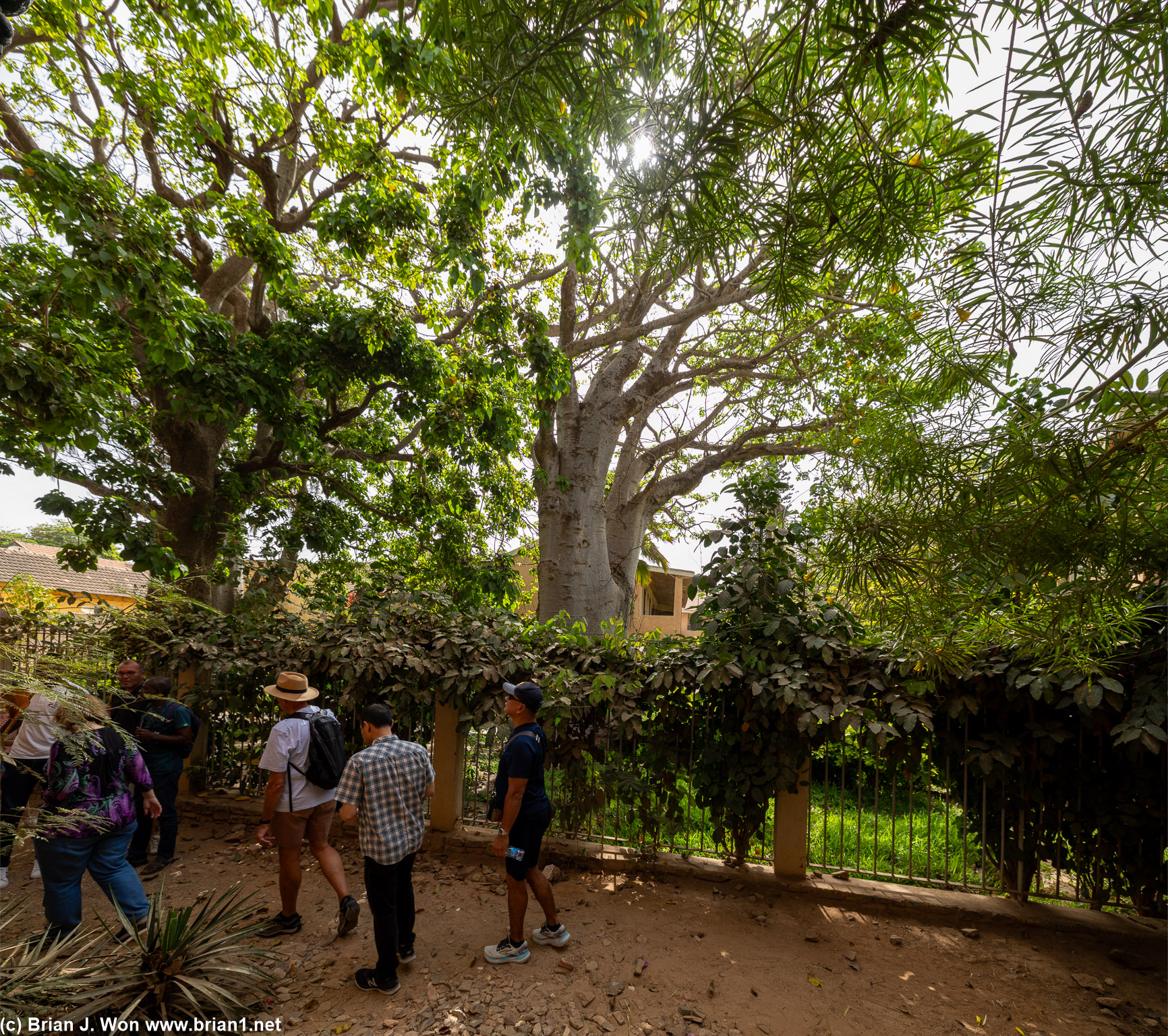 Massive tree.