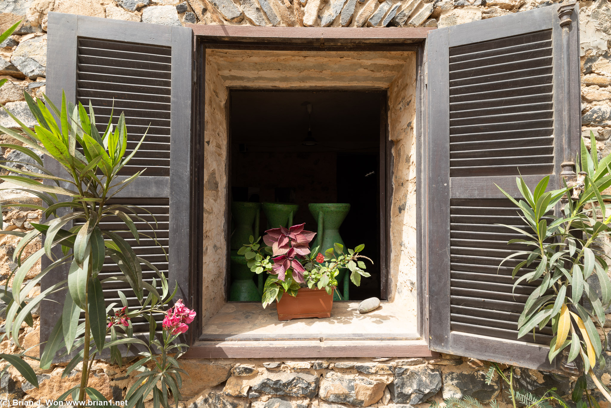 Windows and plants.