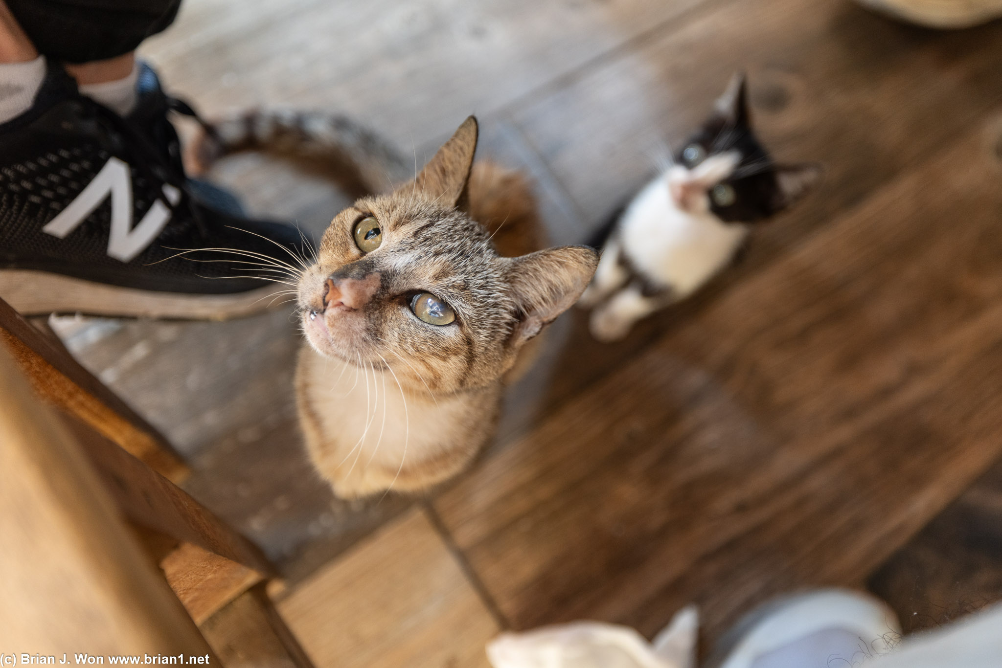 Local cats begging for stew.
