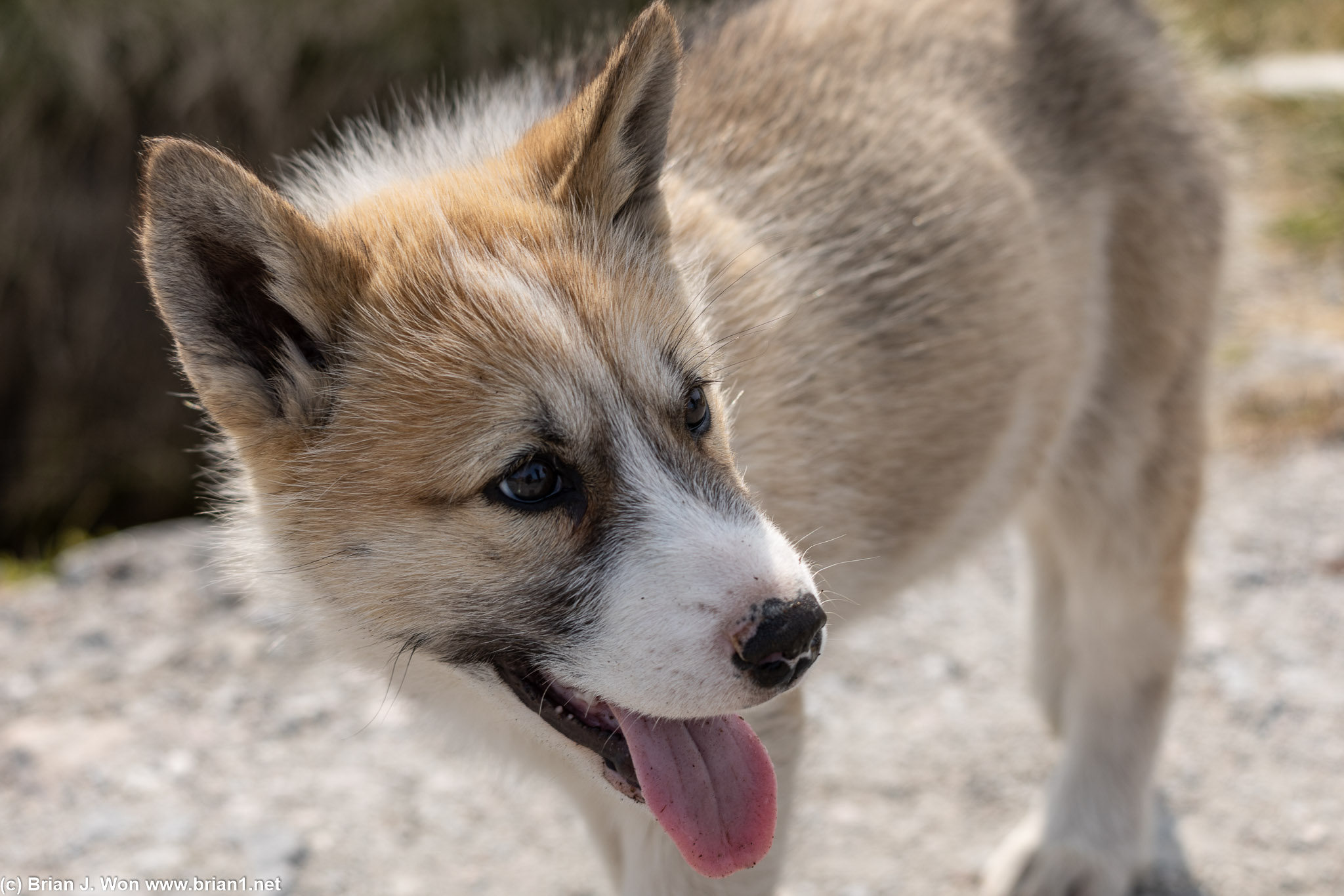 Sled dog pups decided to greet us.