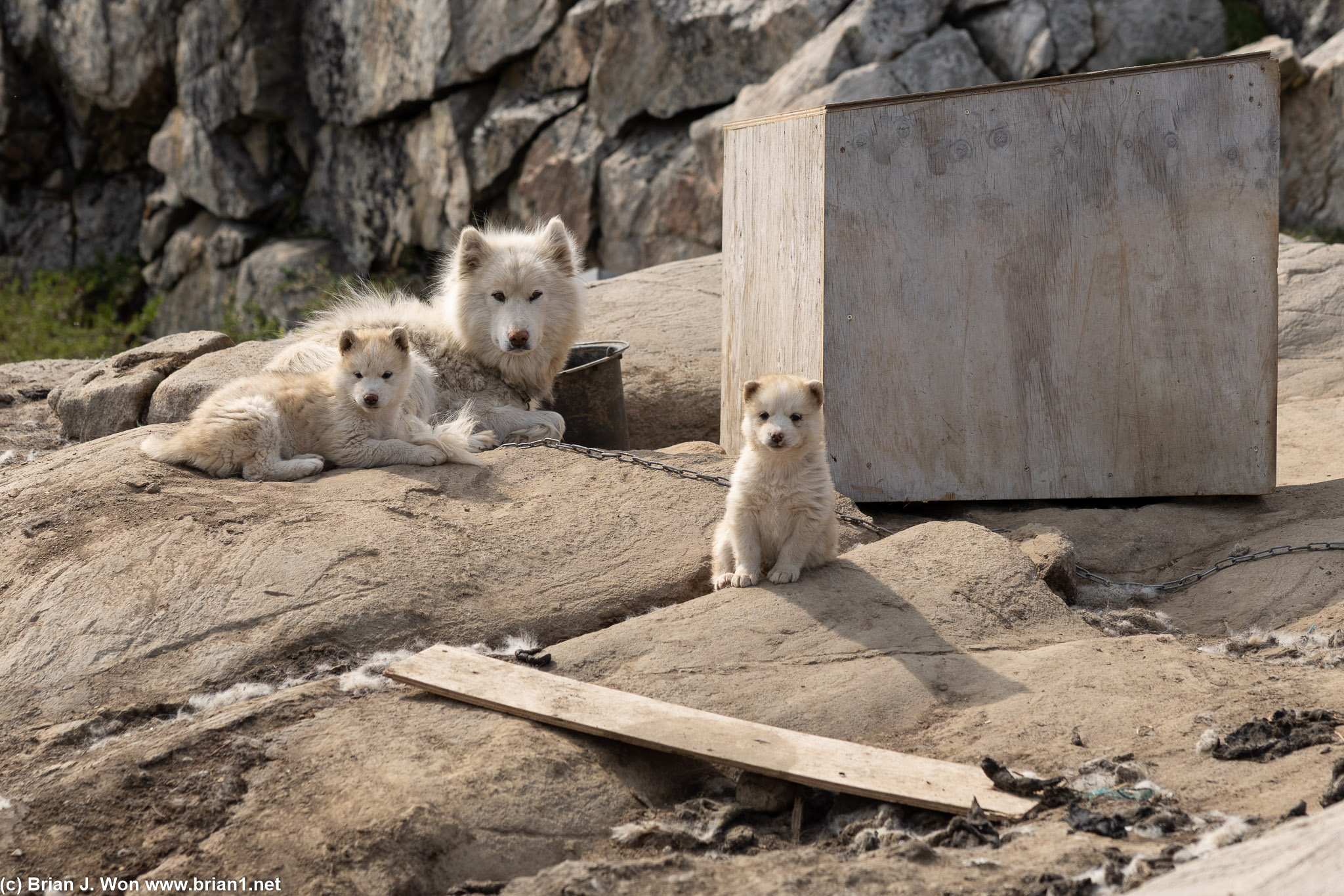 So many cute sled dogs. With big warnings, DO NOT PET.