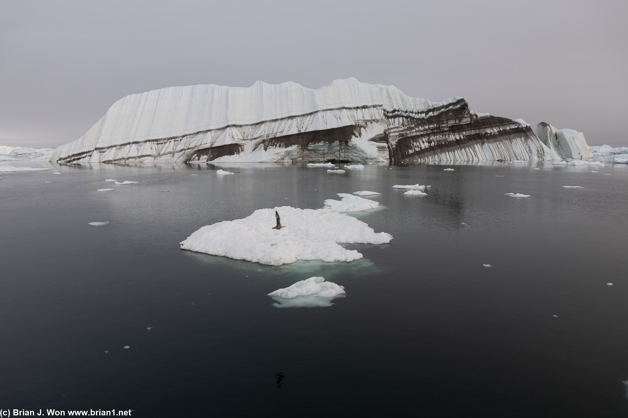 Wildlife among the icebergs.