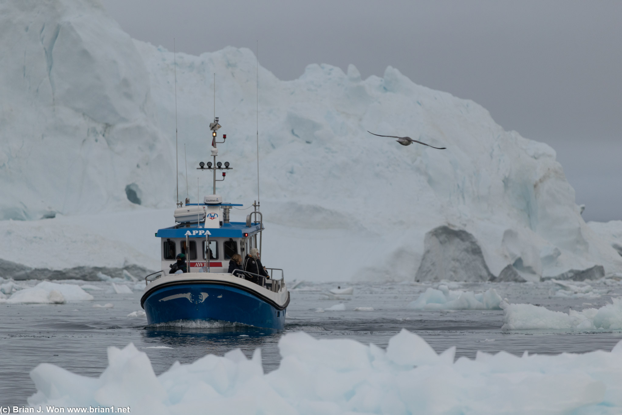 Wildlife among the icebergs.