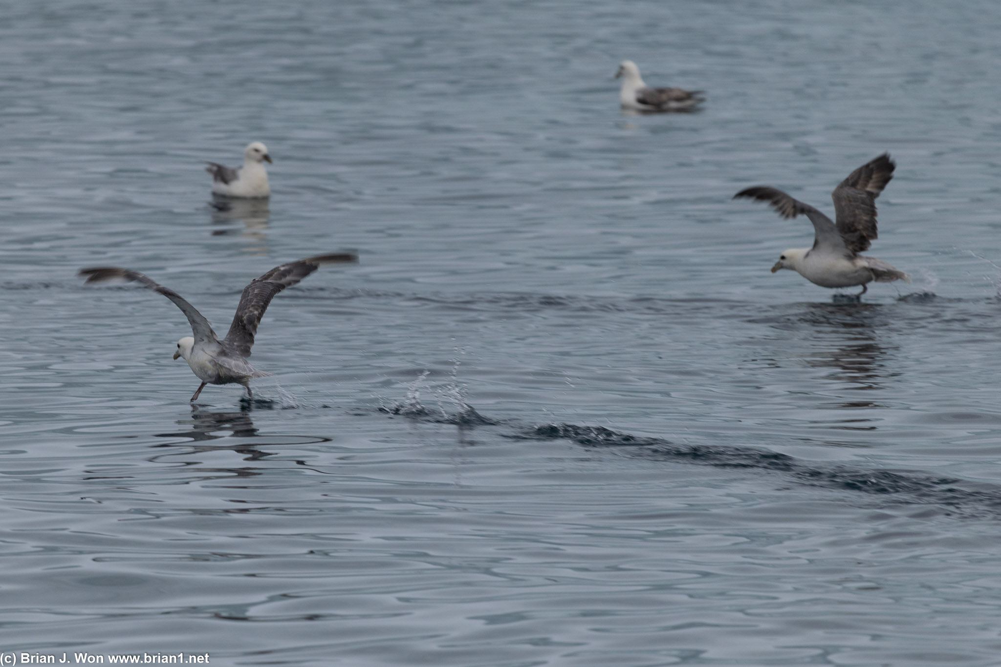 Am not a bird expert, maybe black-legged kittiwakes?
