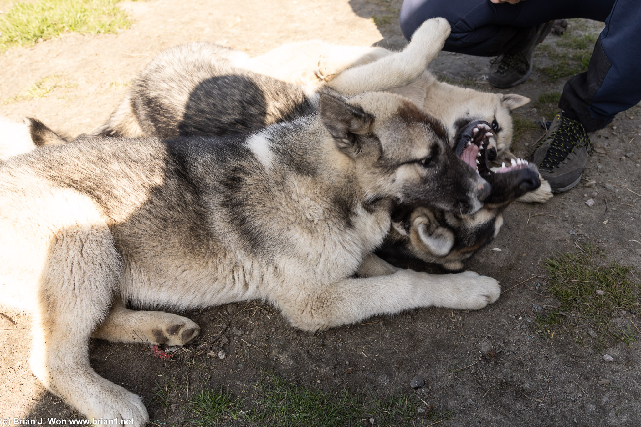 Sled dog tour with Backcountry Greenland.