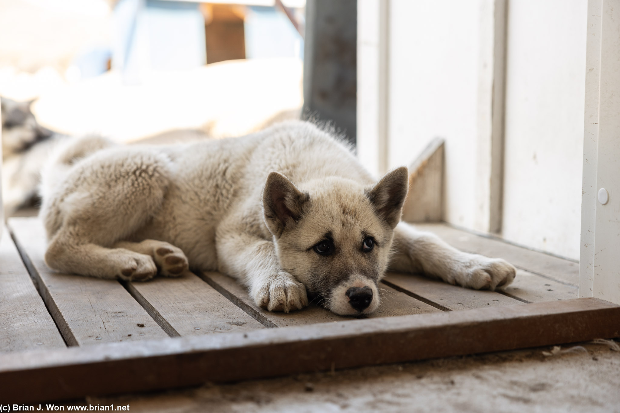 Sled dog puppy knows he's been a bad dog.