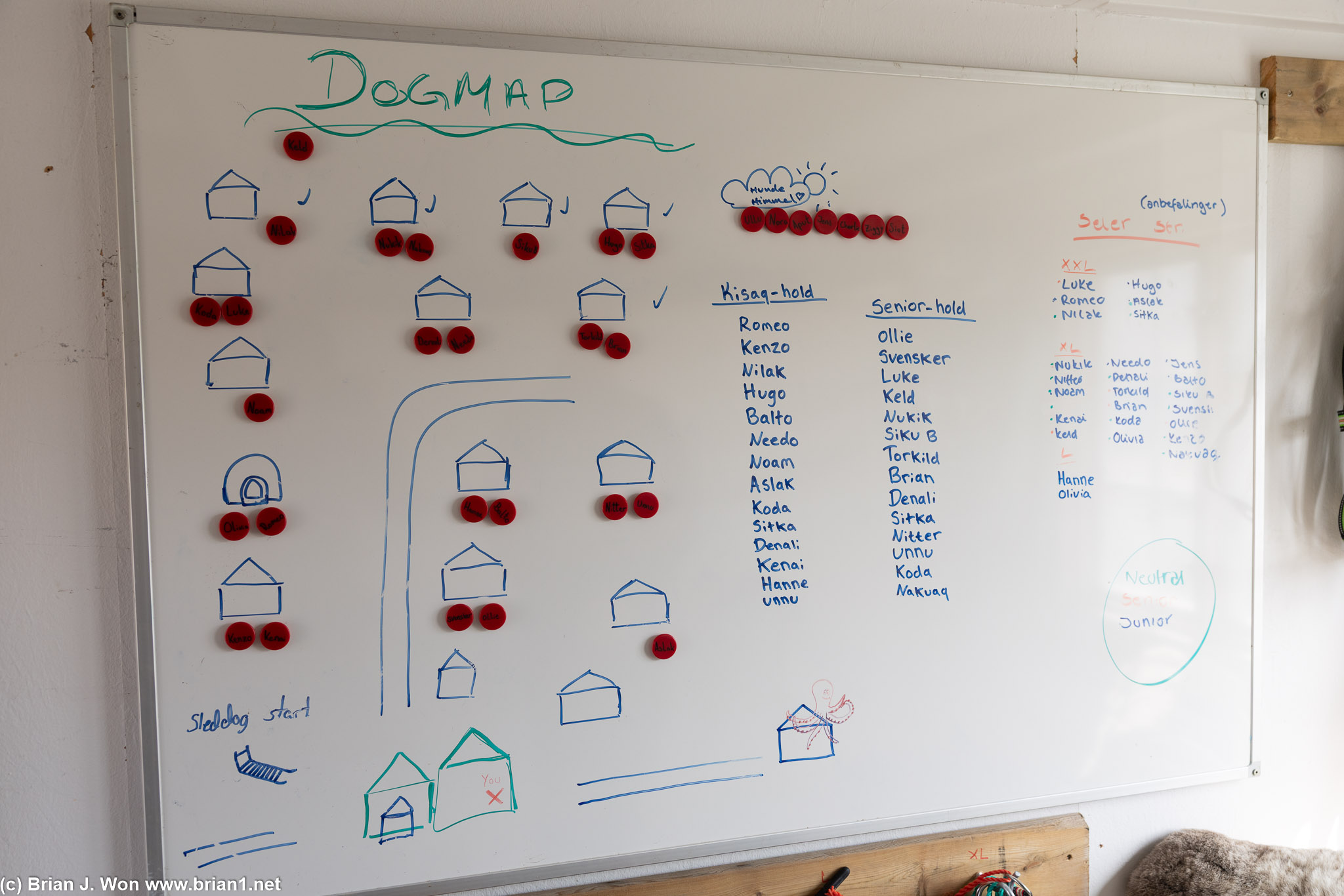All of Backcountry Greenland's dogs.