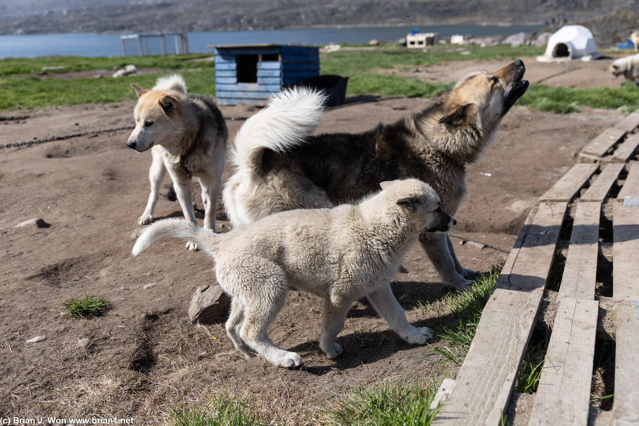 Super excited to see their handler.