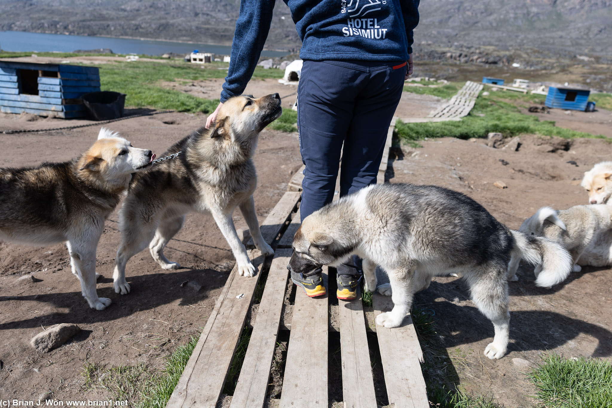 Super excited to see their handler.