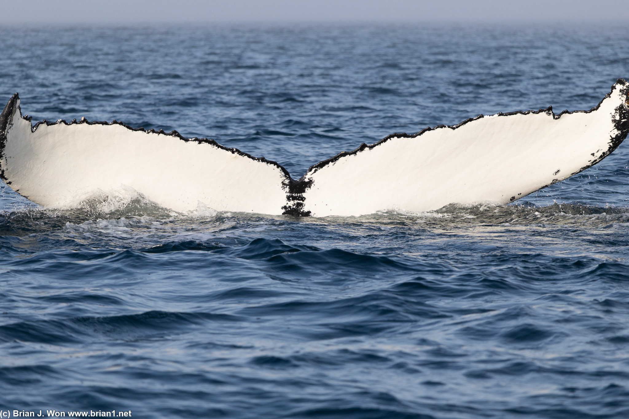 Looks close if you use a 300mm zoom.