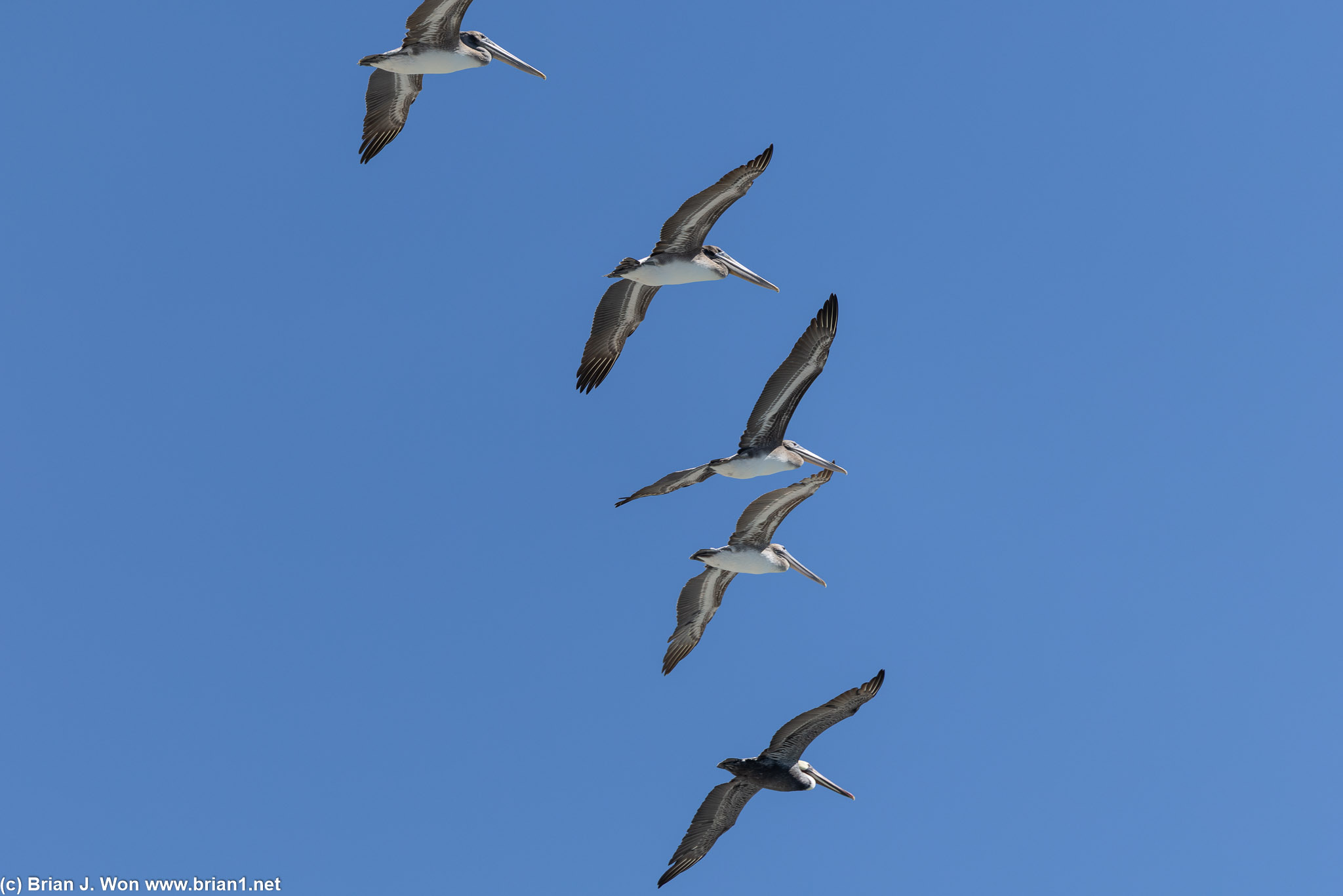 Pelicans heading south.