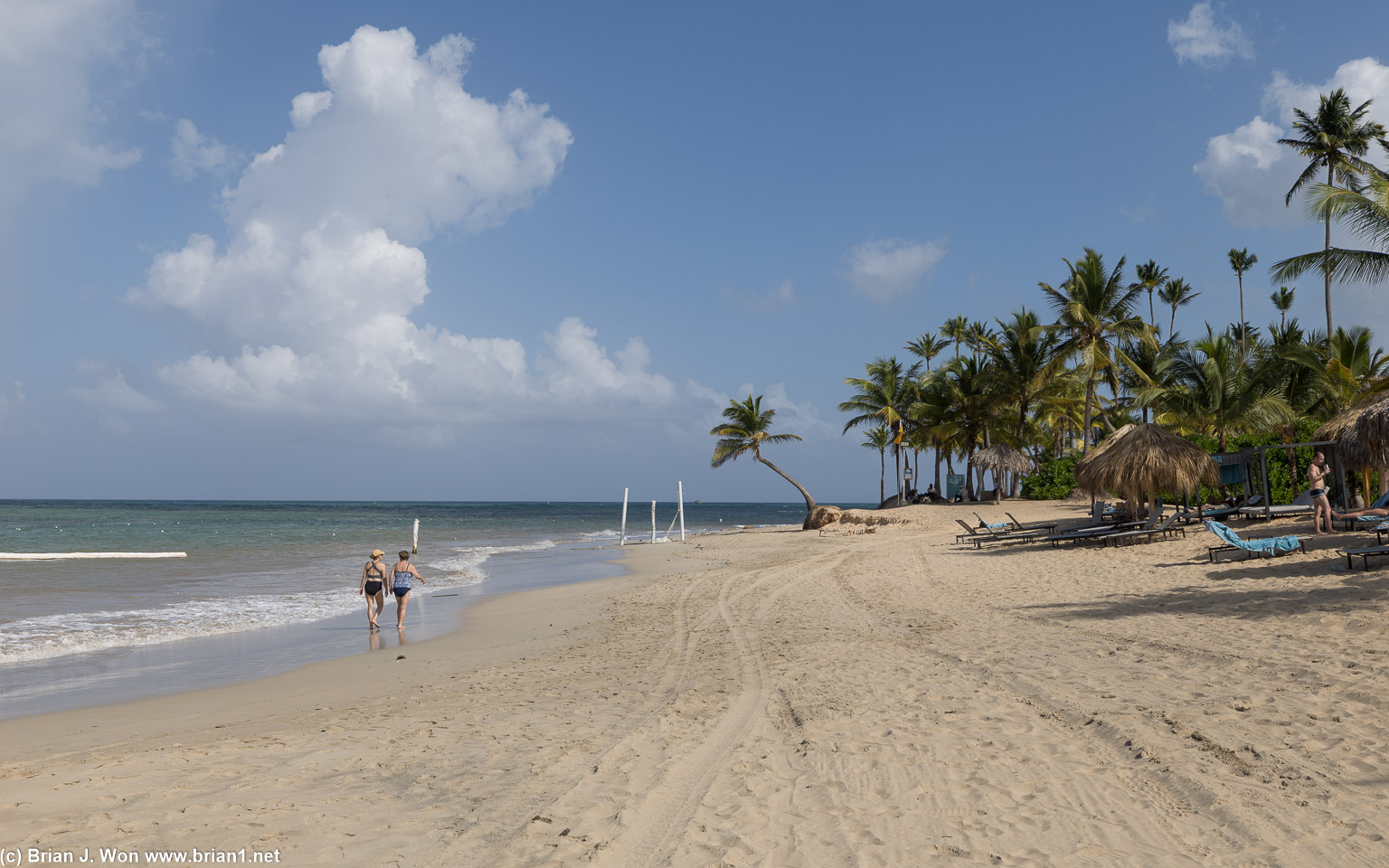 One leaning palm tree.
