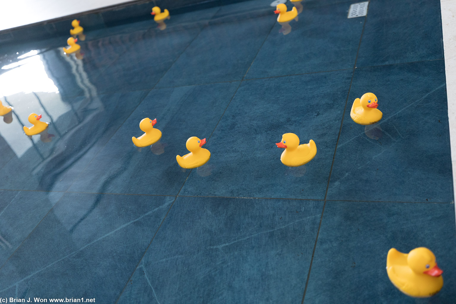 They have unleashed the ducks.